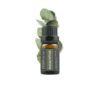 Eucalyptus - 10ml
